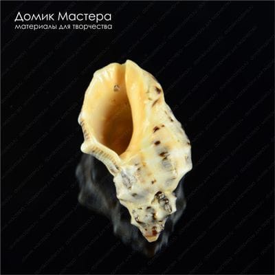 K-Kul-000639 - ракушка, подвеска, 38х22х18мм