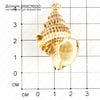 K-Kul-000749 - ракушка, подвеска, с частичным покрытием металлом, 43х25х17мм