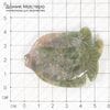 K-Kul-000366 - агат индийский, рыбка резная, двусторонняя подвеска, отличное качество, 58х42х6мм