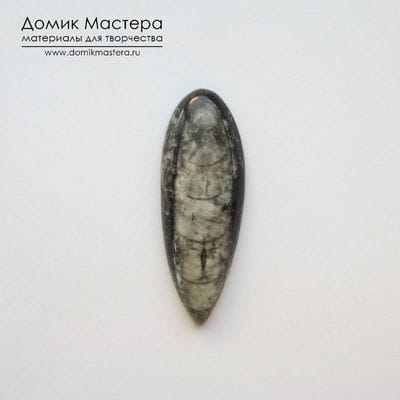K-K-001205 - ортоцерас, кабошон, 40х14х5мм