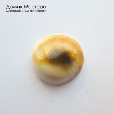 K-K-002346 - ракушка, "глаз Шивы", кабошон/вставка, натуральный, Индия, 20х19х6мм
