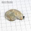 K-Kul-000781 - аммонит, подвеска, латунь, натуральный камень, Мадагаскар, 47х36х7мм