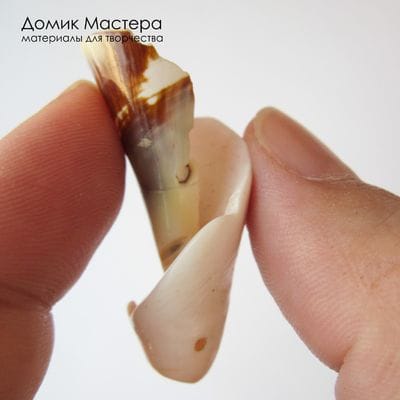 K-Kul-001062 - ракушка, подвеска,  натуральная, 38х18мм