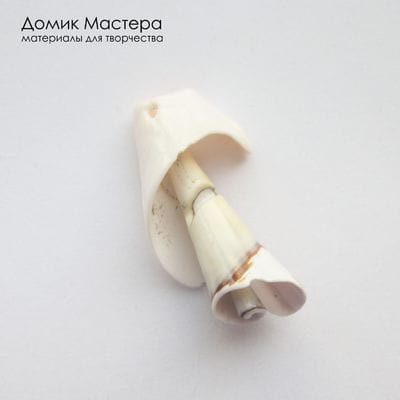 K-Kul-001105 - ракушка, подвеска, натуральная,  31х17х17мм